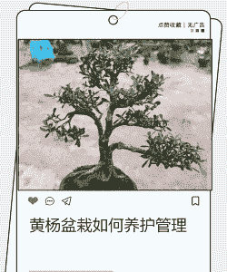 刚栽的小杨树怎么养殖