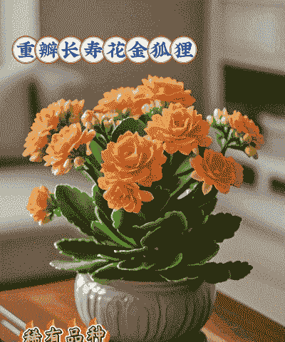 进口长寿花重瓣怎么养殖