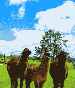 新西兰农场养殖怎么样啊