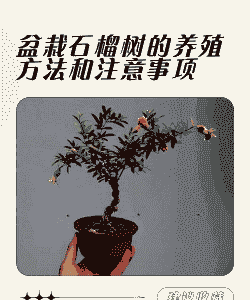 石榴树移栽后怎么养殖