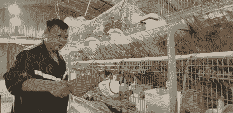 沈丘农村搞养殖怎么样