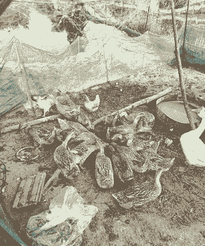 人工养殖的鸭子怎么养的