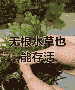 没有根的小水草怎么养殖