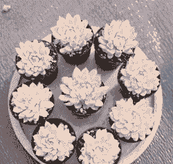 女雏多肉怎么养殖方法