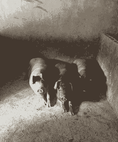 穷人养殖没本钱怎么办