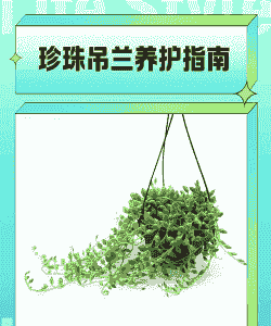 珍珠吊兰开花期怎么养殖