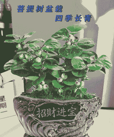 四季长青盆景怎么养殖