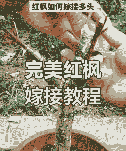 仙人掌嫁接红枫怎么养殖