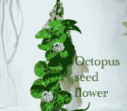 一见钟情怎么养殖