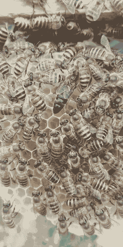 刚买的蜜蜂蜂王怎么养殖