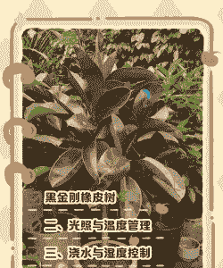 橡皮树怎么施肥养殖好