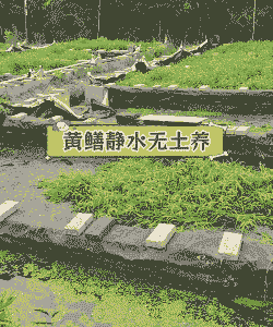 重庆鳝鱼养殖池怎么建造