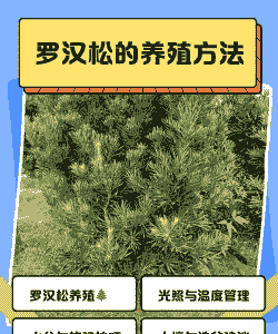云南罗汉松怎么养殖的