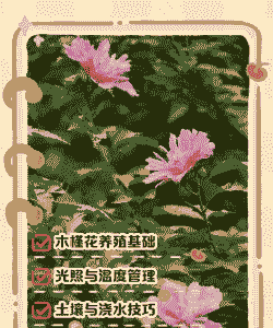 刚买的木槿怎么养殖啊