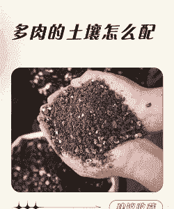 多肉养殖营养土怎么配比