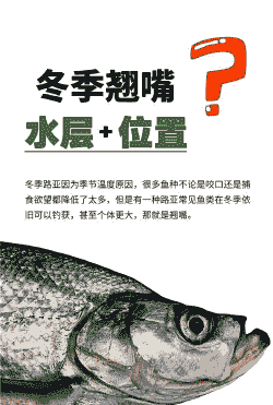 冬天养殖翘嘴怎么钓鱼