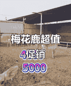 养殖梅花鹿销量怎么样