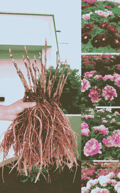 牡丹花东北养殖怎么样