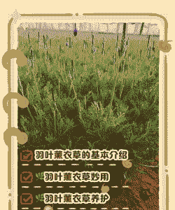 羽叶薰衣草怎么驱虫