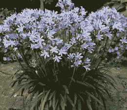 网上买的百子莲怎么养殖