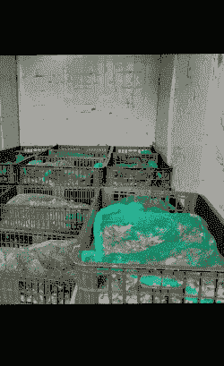 青蛙养殖网怎么卖出去