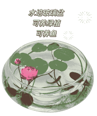 玻璃管道绿藻养殖怎么样