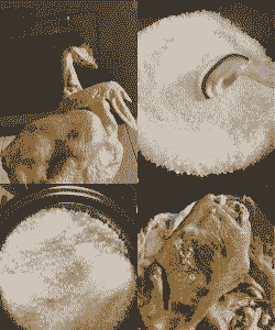 养殖场的公鸡是怎么腌