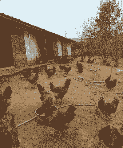 目前养殖鸡的前景怎么样