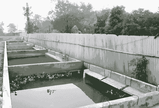 临平养殖甲鱼环境怎么样