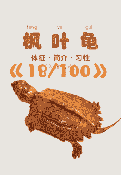 6厘米枫叶龟怎么养殖