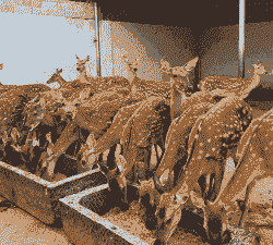 云南宠物鹿养殖怎么样啊