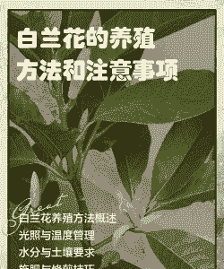 白兰花盆景冬天怎么养殖