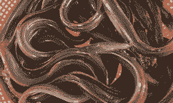 养殖美洲鳗鱼效益怎么样