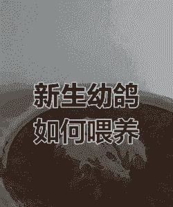 刚出壳的野鸽子怎么养殖