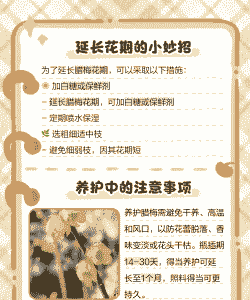 花枝怎么养殖