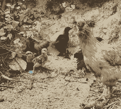 1个月内的小鸡怎么养殖