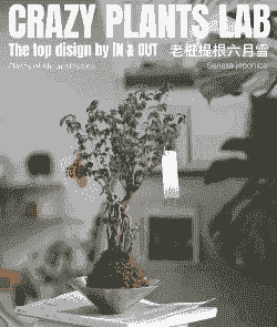 六月雪苔藓怎么养殖