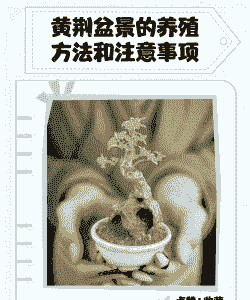 黄荆怎么养殖