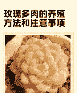 玫瑰多肉不上土怎么养殖