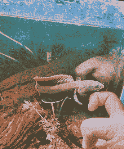 6公分火背雷龙怎么养殖