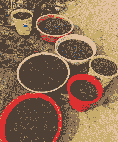 养殖泰蛙水泥池怎么消毒