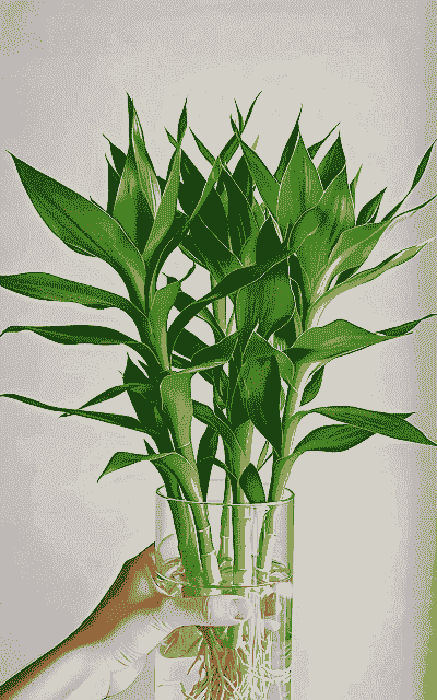 网上买的观音竹怎么养殖