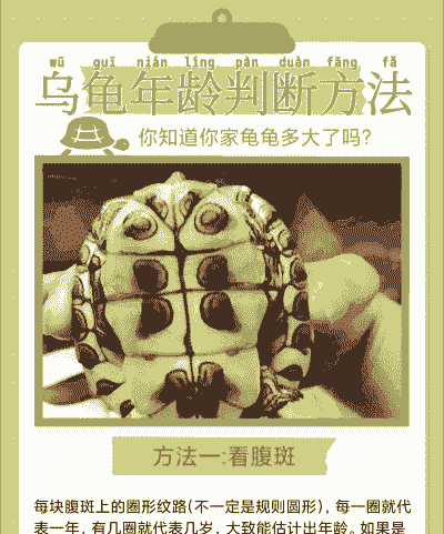 人工养殖龟龄怎么看年龄