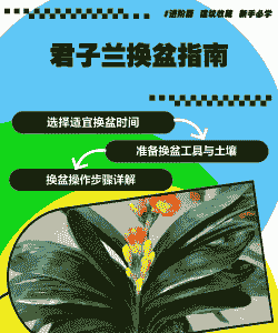 换过盆的君子兰怎么养殖