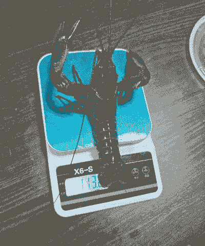 养殖场怎么介绍淡水澳龙