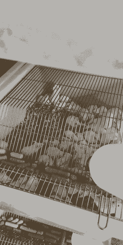 遂宁小白鼠养殖怎么样