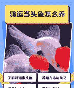 孔雀鱼红运当头怎么养殖