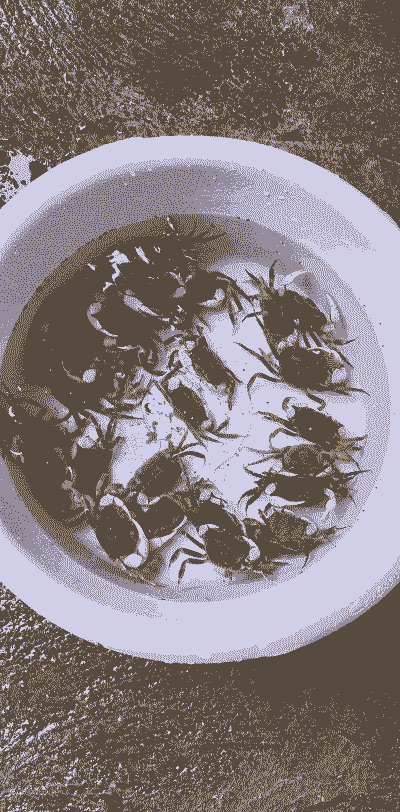 有一只山螃蟹怎么养殖