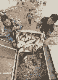 淡水鱼在运输中怎么养殖