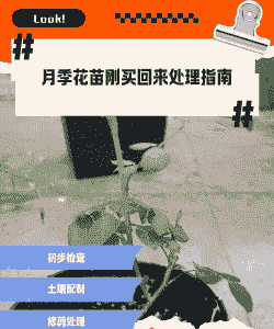 月季花刚买回家怎么养殖